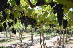 agro uva viña5
